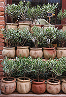 mediterrane Pflanzen